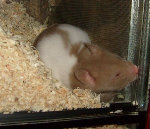 Click to view full size image