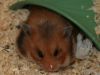 Filename=Praline_Hoehlenhamster.jpg
Filesize=54KiB
Dimensions=640x480
Date added=Oct 09, 2005 Praline_Hoehlenhamster.jpg