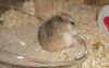 Filename=fusstriittkampfhamster.jpg
Filesize=147KiB
Dimensions=1024x646
Date added=Jul 11, 2010 fusstriittkampfhamster.jpg